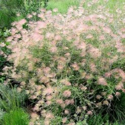 Apache Plume (Fallugia) -Garden Plant Store fallugia paradoxa j. sedbrook1 plant select cropped