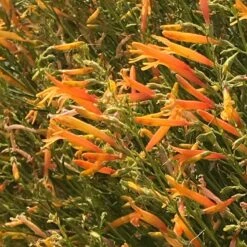 FlowerKisser® Citrus Surprise Penstemon -Garden Plant Store flowerkisser citrus surprise penstemon 2