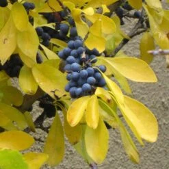 Berry Girl New Mexico Privet 11 Berry Girl New Mexico Privet -Garden Plant Store forestiera neomexicana fall foliage and fruit 52550 1