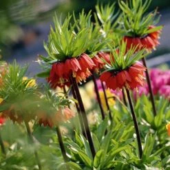 Red Crown Imperial -Garden Plant Store fritillariared2