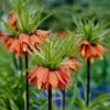 Red Crown Imperial -Garden Plant Store fritillariared 1