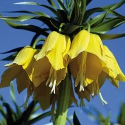 Yellow Crown Imperial -Garden Plant Store fritillariayellow 1