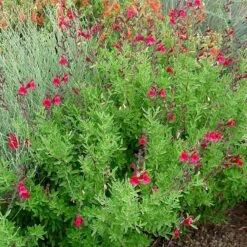 Furman's Red Texas Salvia -Garden Plant Store furmans red texas salvia