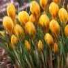 Fuscotinctus Snow Crocus -Garden Plant Store fuscotinctus snow crocus