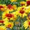 Amber Wheels Gaillardia 2 Amber Wheels Gaillardia -Garden Plant Store gaillardia aristida amber wheels 3