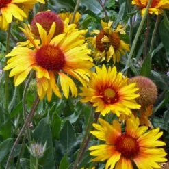 Amber Wheels Gaillardia -Garden Plant Store gaillardia aristida amber wheels 4