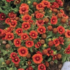Arizona Red Shades Gaillardia -Garden Plant Store gaillardia arizona red shades flowers