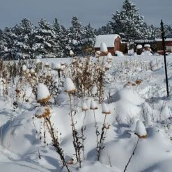Coronation Gold Yarrow -Garden Plant Store garden in snow dianeoneil