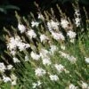 Intermountain Beauty Gaura -Garden Plant Store gaura lindheimeri intermountain white appleblossom grass