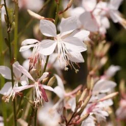Snow Fountain Gaura -Garden Plant Store gaura lindheimeri snowfountain bloom