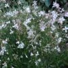 Snow Fountain Gaura -Garden Plant Store gaura snow fountain 003 plant haven