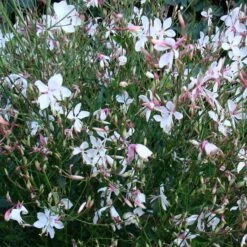 Snow Fountain Gaura -Garden Plant Store gaura snow fountain plant haven