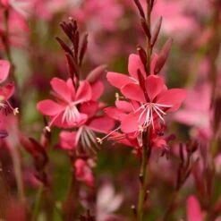 Whiskers Deep Rose Gaura -Garden Plant Store gaura whiskers deep rose