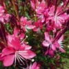 Whiskers Deep Rose Gaura -Garden Plant Store gaura whiskers deep rose 2 1
