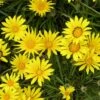 Colorado Gold® Gazania -Garden Plant Store gazania linearis colorado gold treassure flower