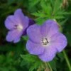 Johnson's Blue Geranium -Garden Plant Store geranium johnsons blue paul drobot