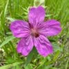 Sticky Geranium -Garden Plant Store geranium viscosissimum 1
