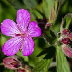 Sticky Geranium -Garden Plant Store geranium viscosissimum 3