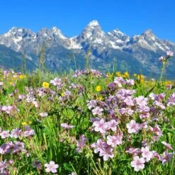 Sticky Geranium -Garden Plant Store geranium viscosissimum 4