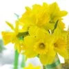 Gigantic Star Large Cupped Daffodil -Garden Plant Store gigantic star daffodil narcissus cropped