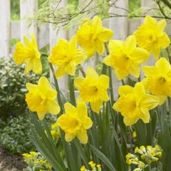 Gigantic Star Large Cupped Daffodil -Garden Plant Store gigantic star daffodil narcissus cropped 1