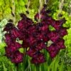 Espresso Gladiolus -Garden Plant Store gladiolus espresso flwoer blooms garden