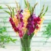 Mardi Gras Gladiolus Mix -Garden Plant Store gladiolus mardi gras mix