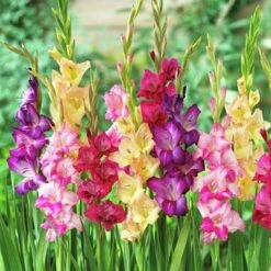 Rainbow Gladiolus Mix -Garden Plant Store gladiolusmix3 1