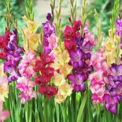 Rainbow Gladiolus Mix -Garden Plant Store gladiolusmix4 1