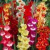 Parrot Gladiolus Mix -Garden Plant Store gladiolusparrotmix1 1