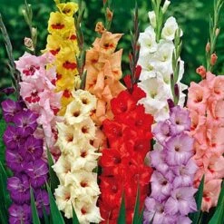 Rainbow Gladiolus Mix -Garden Plant Store gladiolusrainbowmix 3