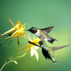 Golden Spur Columbine -Garden Plant Store golden spur columbine aquilegia
