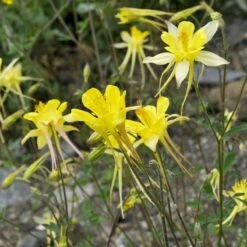 Golden Spur Columbine -Garden Plant Store golden spur columbine aquilegia
