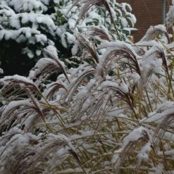 Gracillimus Miscanthus Grass -Garden Plant Store gracillimus miscanthus grass