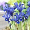 Harmony Specie Iris (Mini Iris) -Garden Plant Store harmony mini iris specie iris 1