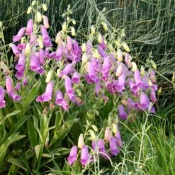 Spanish Peaks® Foxglove -Garden Plant Store hblvz51 digitalis thapsi spanish peaks 2