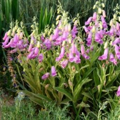 Spanish Peaks® Foxglove -Garden Plant Store hblvz51 digitalis thapsi spanish peaks