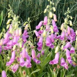 Spanish Peaks® Foxglove -Garden Plant Store hblvz51 digitalis thapsi spanish peaks 3