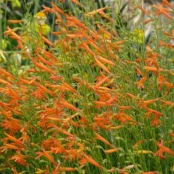 Luminous Pineleaf Penstemon -Garden Plant Store hcg 2016 plantoftheyear penstemon pinifolius luminous close up 1 2