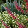 Glowing Embers® Agastache -Garden Plant Store hcg agastache glowing embers agave havardiana melampodium 1 1