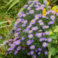 Native Dry Area Wildflower Seed Mix -Garden Plant Store hcg dry area mix aster