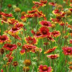 Native Dry Area Wildflower Seed Mix -Garden Plant Store hcg dry area mix blanketflower