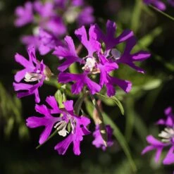 Native Dry Area Wildflower Seed Mix -Garden Plant Store hcg dry area mix deer horn clarkia