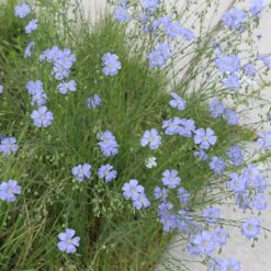 Native Dry Area Wildflower Seed Mix -Garden Plant Store hcg dry area mix flax