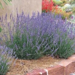 Gros Bleu French Lavender -Garden Plant Store hcg lavandula gros bleu 63156 1