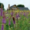 High Country Meadow Native Wildflower Seed Mix -Garden Plant Store hcg meadow native mix 2