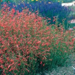 Pineleaf Penstemon 9 Pineleaf Penstemon -Garden Plant Store hcg penstemon pinifolius pineleaf beardtongue 75760