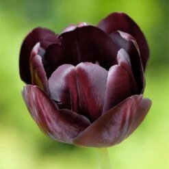 Queen Of The Night Single Late Tulip -Garden Plant Store hcg single late tulip queen of the night