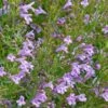 Profuse Pink False Pennyroyal (Hedeoma) -Garden Plant Store hedeoma hyssopifolia profuse pink close
