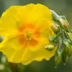 Ben Fhada Rock Rose (Helianthemum) -Garden Plant Store helianthemum ben fhada blooms buds